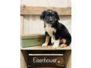 Australian Shepherd Puppy for sale in Colville, WA, USA