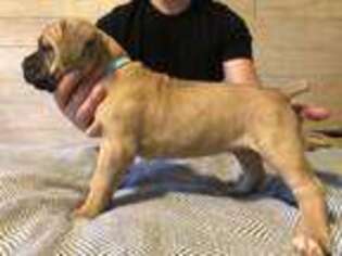 Cane Corso Puppy for sale in Shelbyville, IN, USA