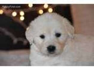 Mutt Puppy for sale in Arcanum, OH, USA