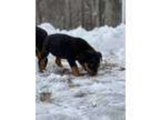 Rottweiler Puppy for sale in Sturbridge, MA, USA