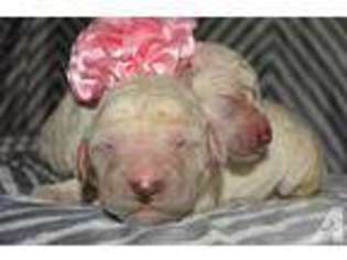 Mutt Puppy for sale in PONTE VEDRA BEACH, FL, USA