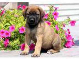 Mastiff Puppy for sale in Ronks, PA, USA