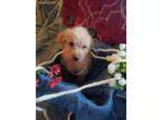 Labradoodle Puppy for sale in Gate City, VA, USA