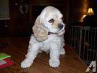 Cocker Spaniel Puppy for sale in LONDONDERRY, NH, USA