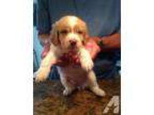 Brittany Puppy for sale in FEEDING HILLS, MA, USA