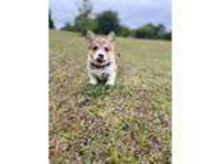 Pembroke Welsh Corgi Puppy for sale in Angier, NC, USA