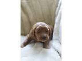 Goldendoodle Puppy for sale in Watsontown, PA, USA