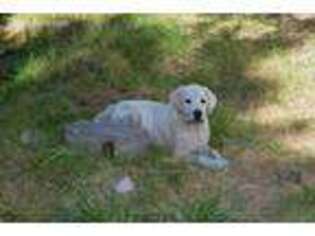 Labrador Retriever Puppy for sale in Boulder, CO, USA