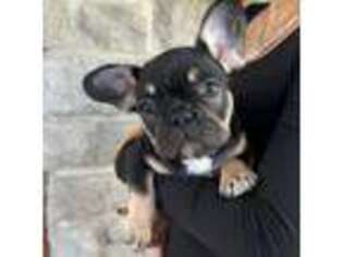 French Bulldog Puppy for sale in Whitehall, PA, USA