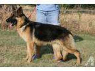 German Shepherd Dog Puppy for sale in WAXAHACHIE, TX, USA