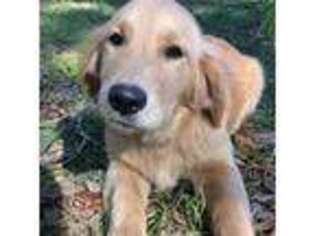 Golden Retriever Puppy for sale in Hawthorne, FL, USA