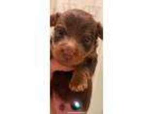 Yorkshire Terrier Puppy for sale in Lafayette, TN, USA
