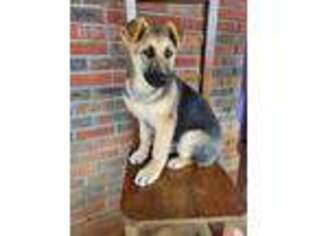 German Shepherd Dog Puppy for sale in Blountsville, AL, USA