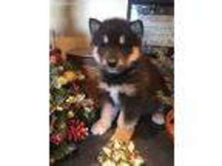 Alaskan Malamute Puppy for sale in Mayslick, KY, USA