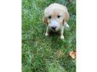 Goldendoodle Puppy for sale in Woodbridge, VA, USA