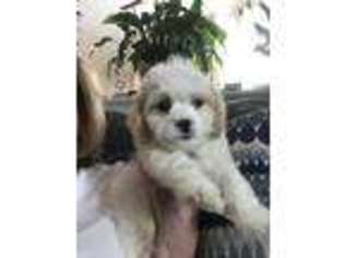 Cavachon Puppy for sale in Gurnee, IL, USA