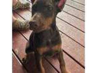 Doberman Pinscher Puppy for sale in Athens, AL, USA