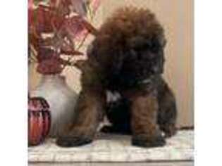 Saint Berdoodle Puppy for sale in Lancaster, CA, USA