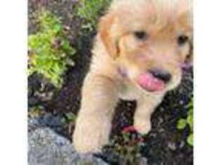 Golden Retriever Puppy for sale in Mccleary, WA, USA