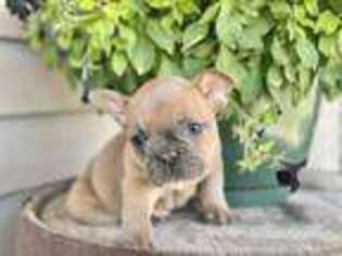 French Bulldog Puppy for sale in Malta, ID, USA