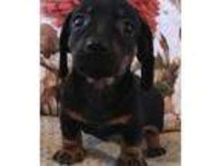 Dachshund Puppy for sale in Hudson Falls, NY, USA