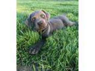 Cane Corso Puppy for sale in Tulsa, OK, USA