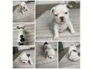 French Bulldog Puppy for sale in Hammond, LA, USA
