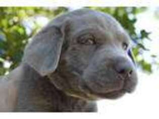 Labrador Retriever Puppy for sale in Modesto, CA, USA