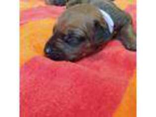 Rhodesian Ridgeback Puppy for sale in Chicago, IL, USA