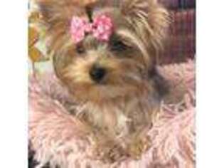 Yorkshire Terrier Puppy for sale in Mountlake Terrace, WA, USA