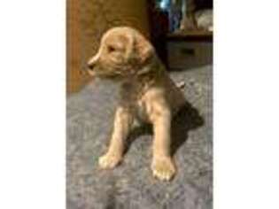 Goldendoodle Puppy for sale in Salem, MA, USA