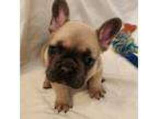 French Bulldog Puppy for sale in Monroe, WI, USA