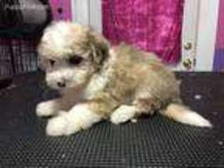 Cavachon Puppy for sale in Georgetown, OH, USA