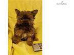 Chorkie Puppy for sale in Fort Worth, TX, USA