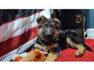 German Shepherd Dog Puppy for sale in Glen Burnie, MD, USA