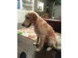 Golden Retriever Puppy for sale in Newburgh, IN, USA
