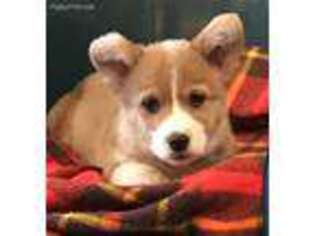 Pembroke Welsh Corgi Puppy for sale in Williamsport, IN, USA