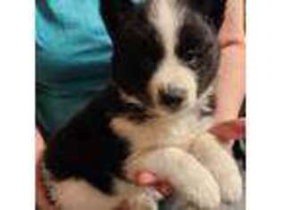 Mutt Puppy for sale in Woodland, MI, USA