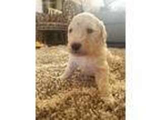 Goldendoodle Puppy for sale in Mount Vernon, KY, USA