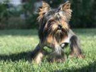 Yorkshire Terrier Puppy for sale in Fillmore, CA, USA