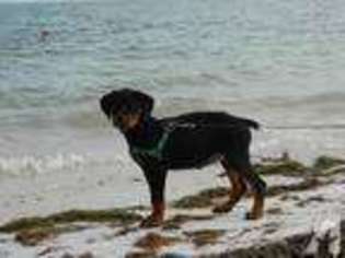 Rottweiler Puppy for sale in NAPLES, FL, USA