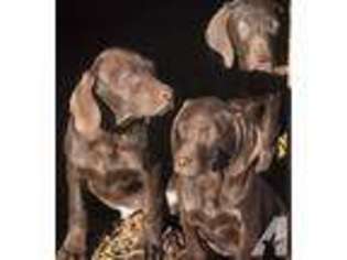 Weimaraner Puppy for sale in SPRINGFIELD, CO, USA