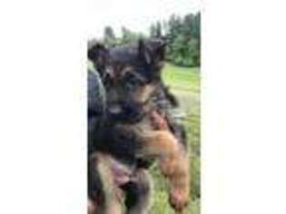 German Shepherd Dog Puppy for sale in Waterford, VA, USA