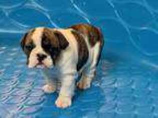 Bulldog Puppy for sale in Fortson, GA, USA