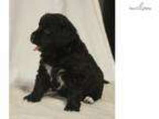 Newfoundland Puppy for sale in Toledo, OH, USA
