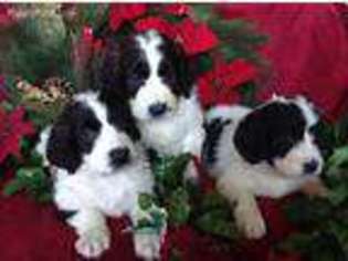 Saint Berdoodle Puppy for sale in East Liverpool, OH, USA