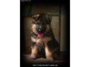 German Shepherd Dog Puppy for sale in Kershaw, SC, USA