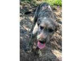 Irish Wolfhound Puppy for sale in New Richland, MN, USA