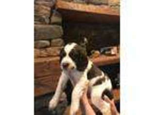 English Springer Spaniel Puppy for sale in Duncansville, PA, USA