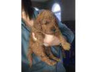 Goldendoodle Puppy for sale in Lakeville, IN, USA